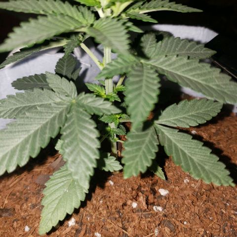 Northern Lights  growlog timeline photo