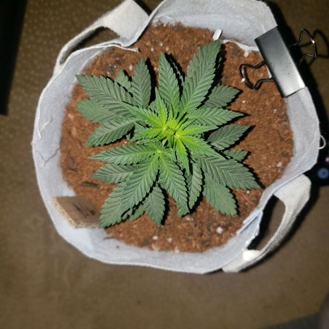Northern Lights  growlog timeline photo