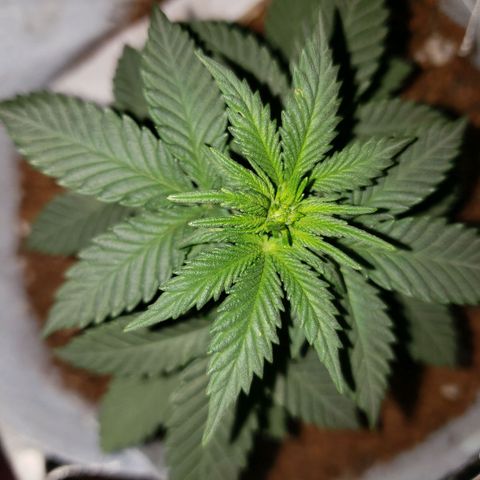 Northern Lights  growlog timeline photo