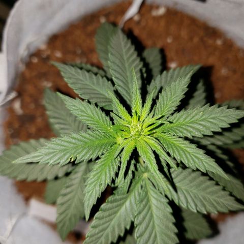 Northern Lights  growlog timeline photo