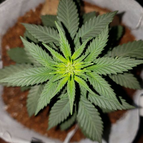Northern Lights  growlog timeline photo