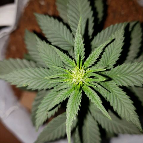 Northern Lights  growlog timeline photo