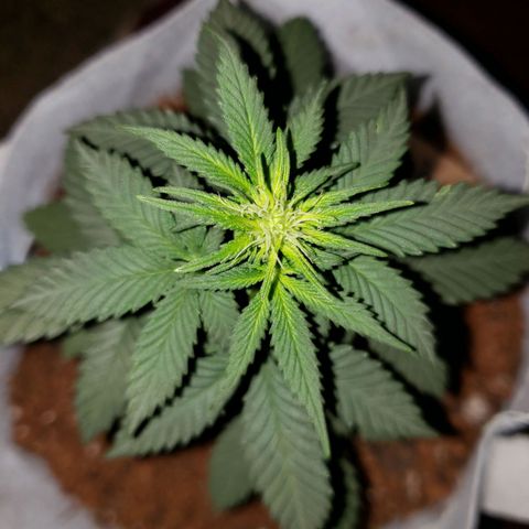 Northern Lights  growlog timeline photo