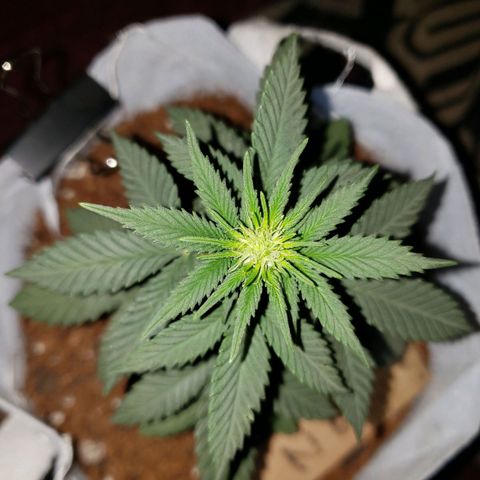 Northern Lights  growlog timeline photo