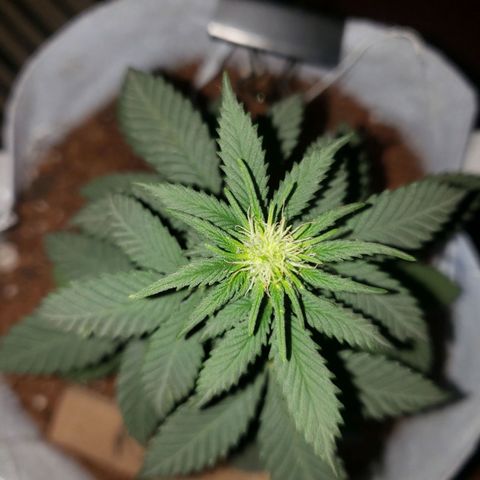 Northern Lights  growlog timeline photo