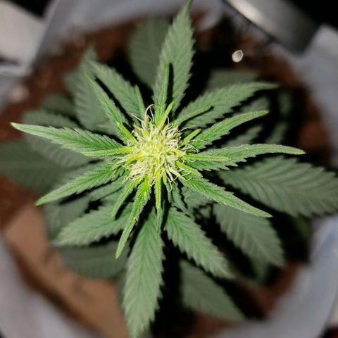 Northern Lights  growlog timeline photo