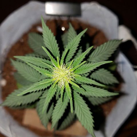 Northern Lights  growlog timeline photo