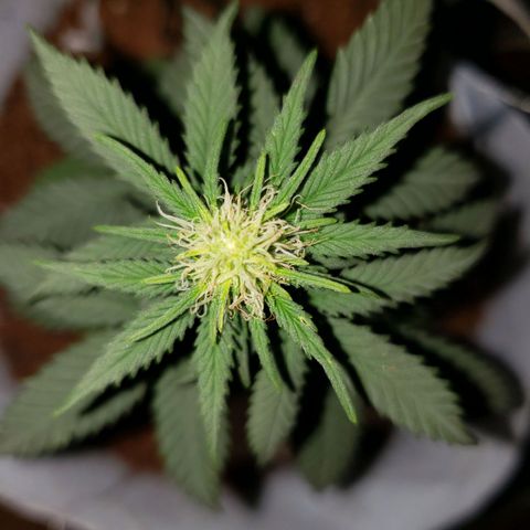 Northern Lights  growlog timeline photo