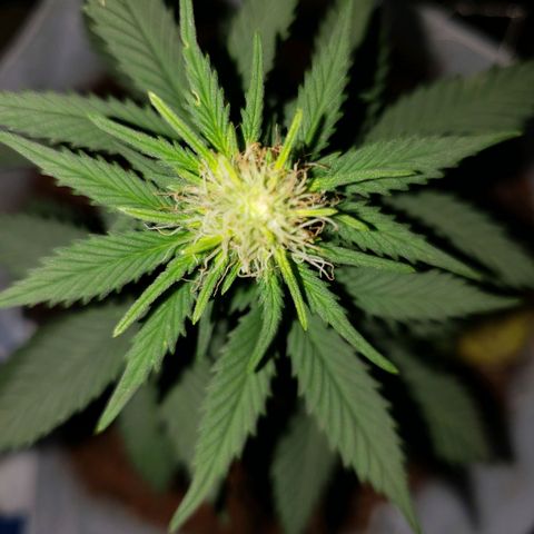 Northern Lights  growlog timeline photo