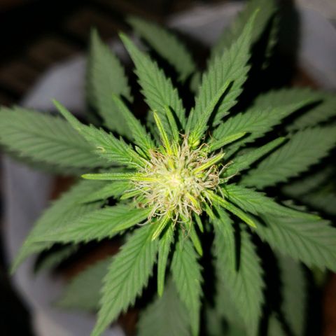 Northern Lights  growlog timeline photo