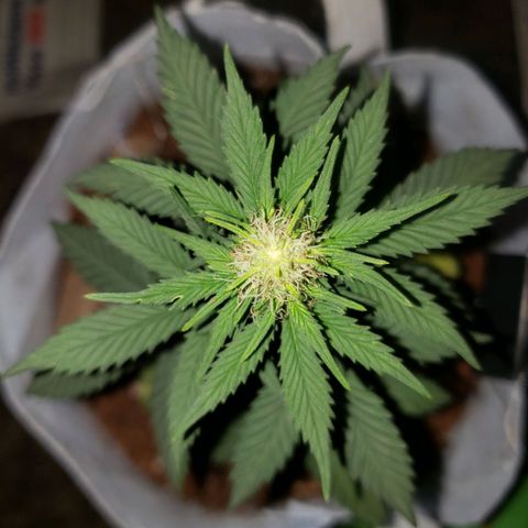 Northern Lights  growlog timeline photo