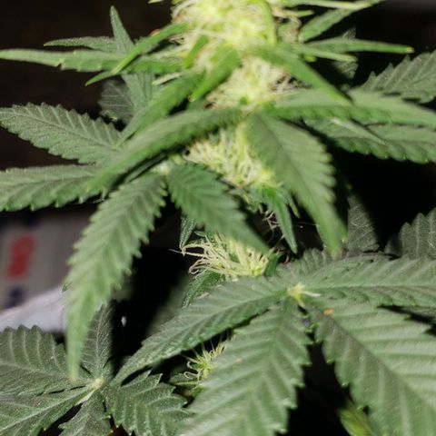 Northern Lights  growlog timeline photo