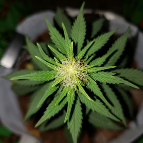 Northern Lights  growlog timeline photo