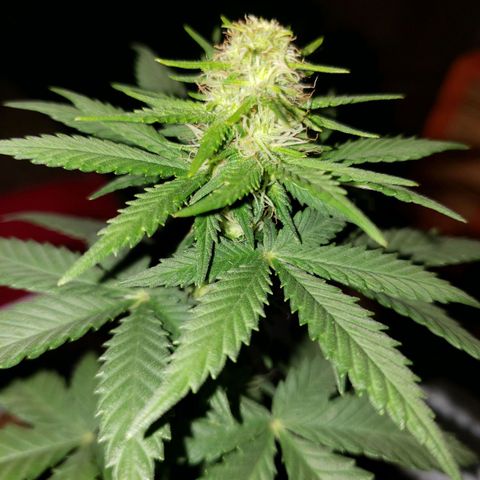 Northern Lights  growlog timeline photo