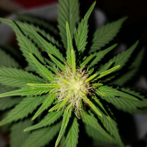 Northern Lights  growlog timeline photo