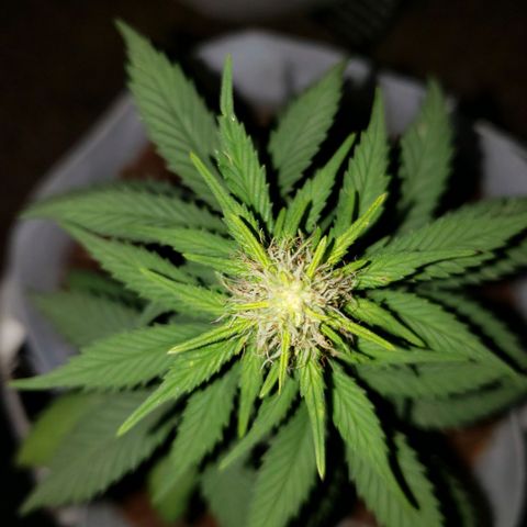Northern Lights  growlog timeline photo