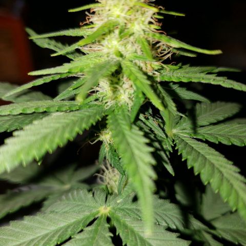 Northern Lights  growlog timeline photo