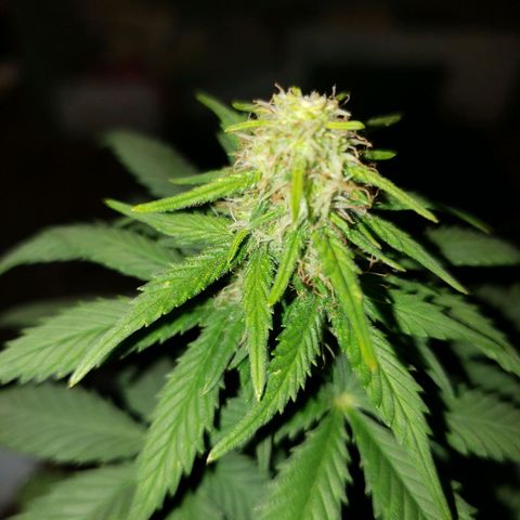 Northern Lights  growlog timeline photo