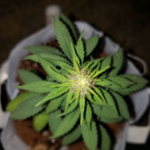 Northern Lights  growlog timeline photo