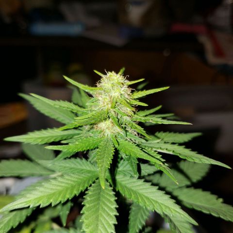 Northern Lights  growlog timeline photo