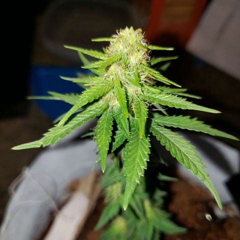 Northern Lights  growlog timeline photo