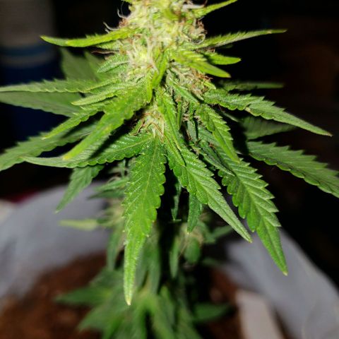 Northern Lights  growlog timeline photo