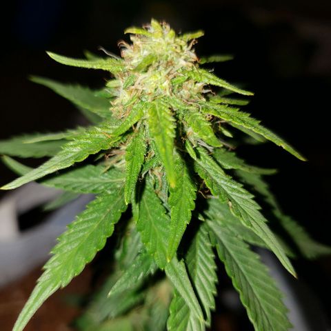 Northern Lights  growlog timeline photo