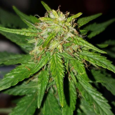 Northern Lights  growlog timeline photo