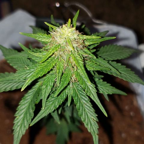 Northern Lights  growlog timeline photo
