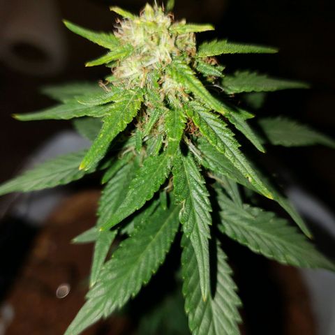 Northern Lights  growlog timeline photo