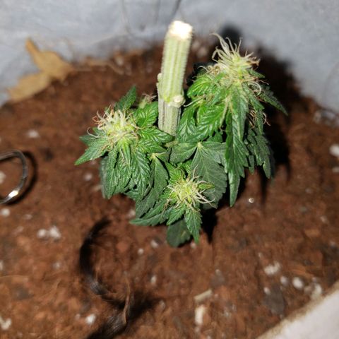 Northern Lights  growlog timeline photo