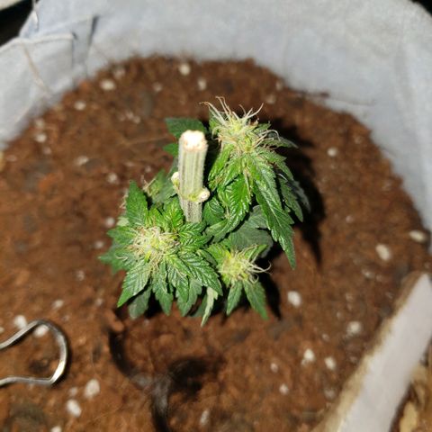 Northern Lights  growlog timeline photo