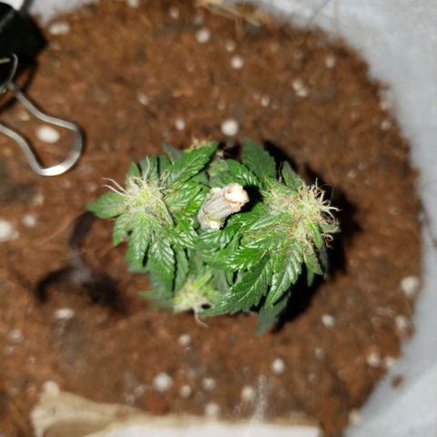 Northern Lights  growlog timeline photo