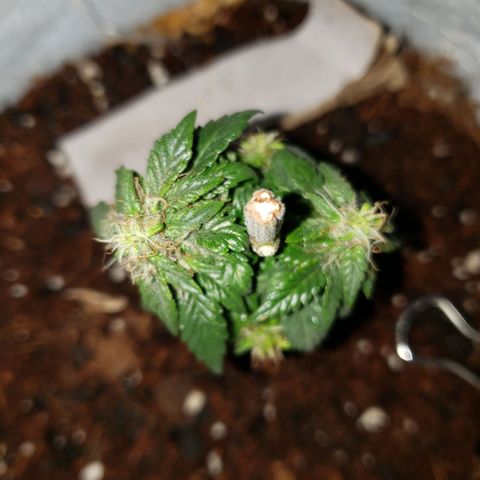 Northern Lights  growlog timeline photo