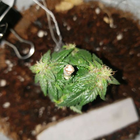 Northern Lights  growlog timeline photo