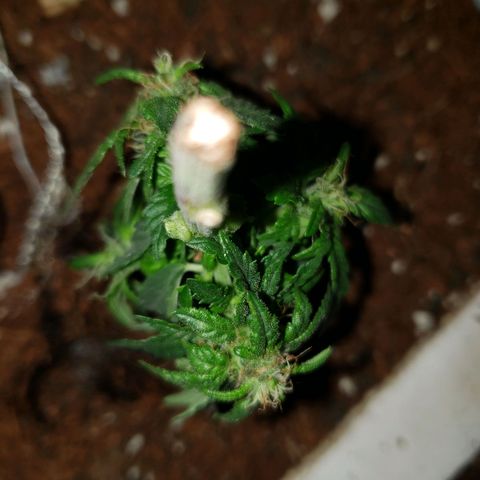 Northern Lights  growlog timeline photo