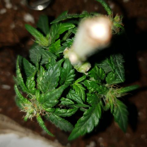 Northern Lights  growlog timeline photo