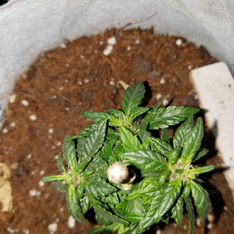 Northern Lights  growlog timeline photo