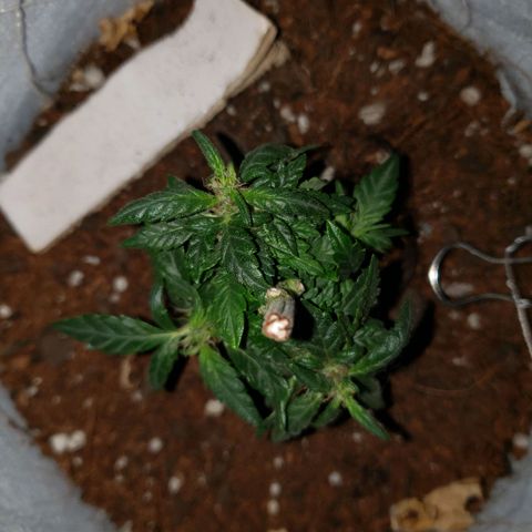 Northern Lights  growlog timeline photo