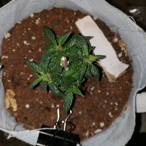 Northern Lights  growlog timeline photo