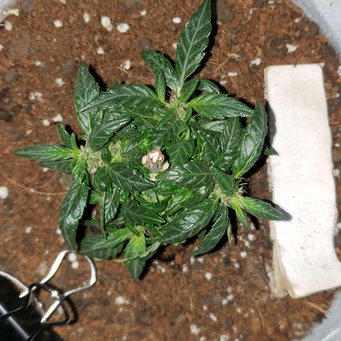 Northern Lights  growlog timeline photo