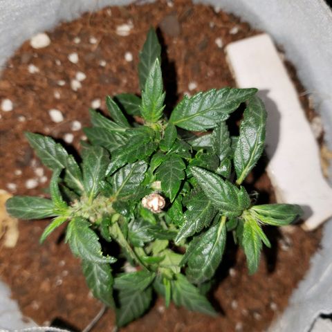 Northern Lights  growlog timeline photo