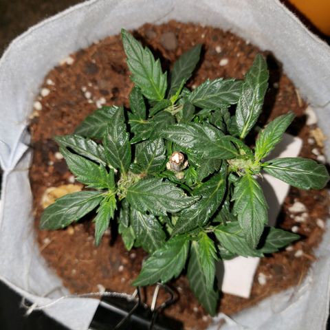 Northern Lights  growlog timeline photo
