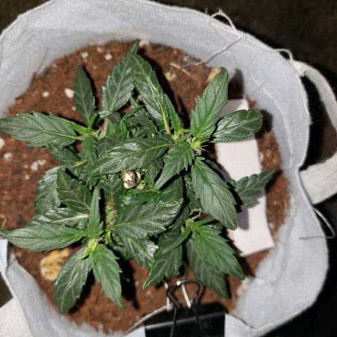 Northern Lights  growlog timeline photo