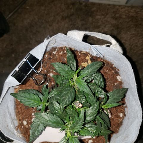 Northern Lights  growlog timeline photo