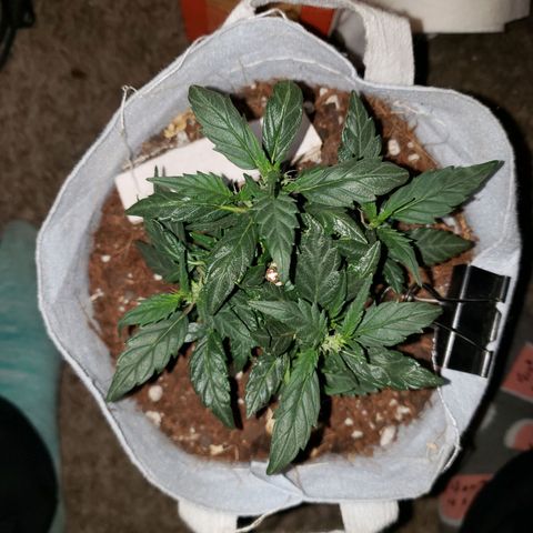 Northern Lights  growlog timeline photo