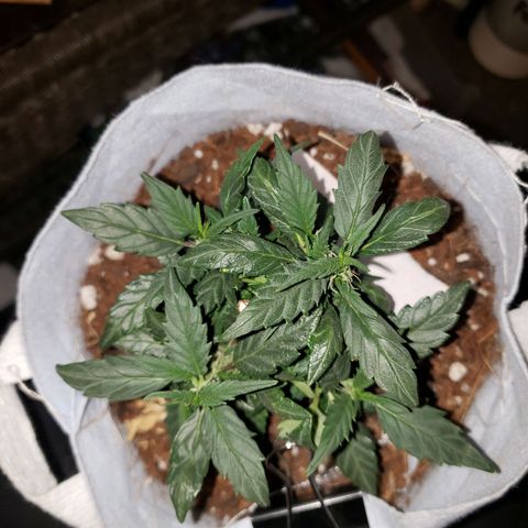 Northern Lights  growlog timeline photo