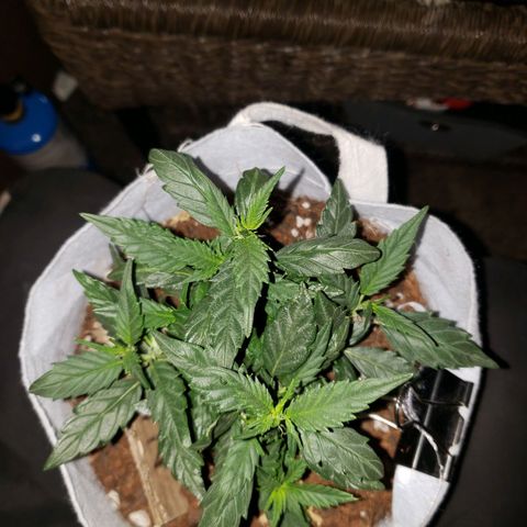 Northern Lights  growlog timeline photo