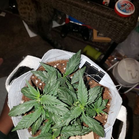Northern Lights  growlog timeline photo