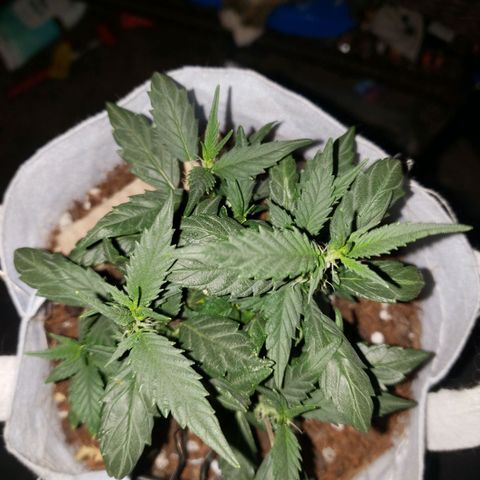 Northern Lights  growlog timeline photo